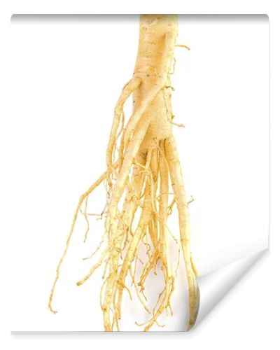 ginseng isolated on white background