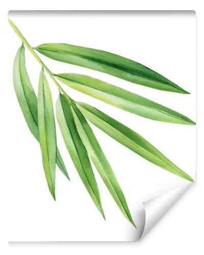 Tropical palm leaf isolated on white background, bamboo. Watercolor botanical painting. High quality illustration