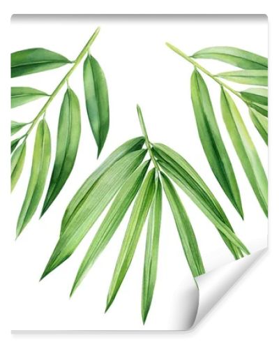 Tropical leaves. palm leaf, bamboo. Set of watercolor tropical floral illustrations with green leaves . High quality illustration