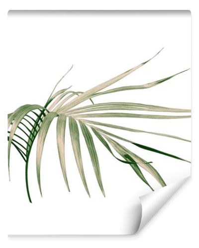 green palm leaf on white background