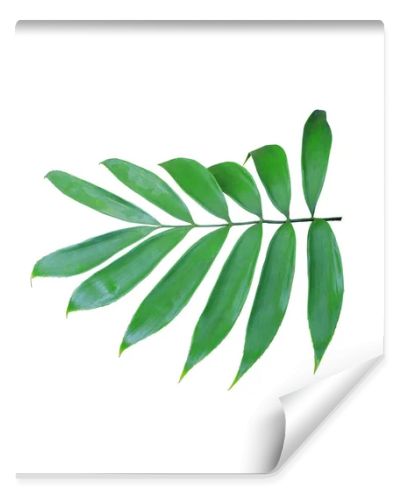 green palm leaf isolated on white background 