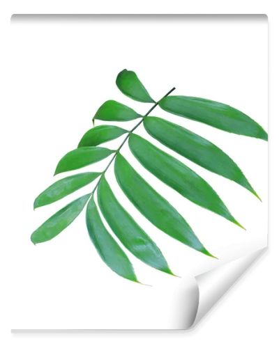 green palm leaf isolated on white background 