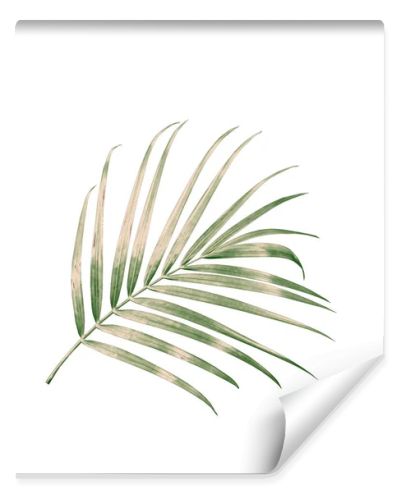 green palm leaf isolated on white background with clipping path