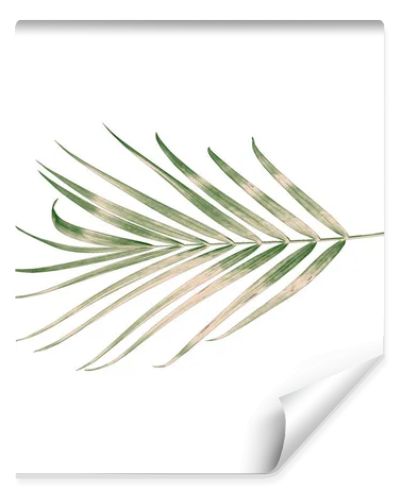 green palm leaf isolated on white background with clipping path