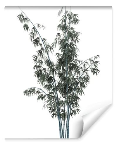 3D Rendering Bamboo Tree on White