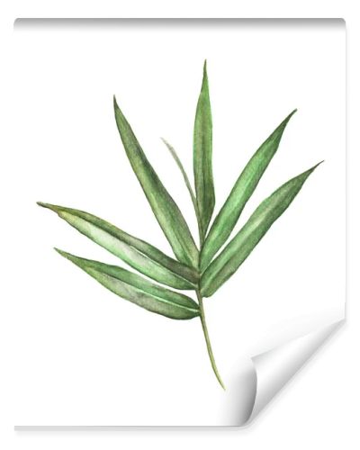 Watercolor illustration painting of bamboo leaves isolated on white background