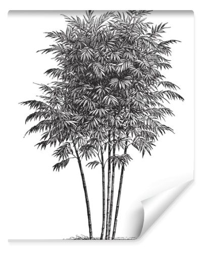 A bambusa arundinacea growing straight and long, they have more branch and stem. Branches spread out from base, blunt leaves are grown on the branches, vintage line drawing or engraving illustration.