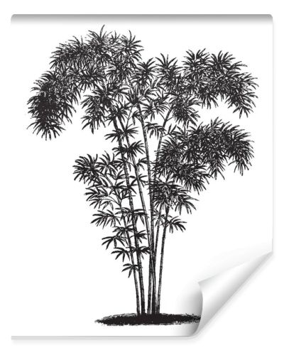 A picture of shrub of bambusa nana, tree looks tall. Branches are thick and have small leaves, vintage line drawing or engraving illustration.
