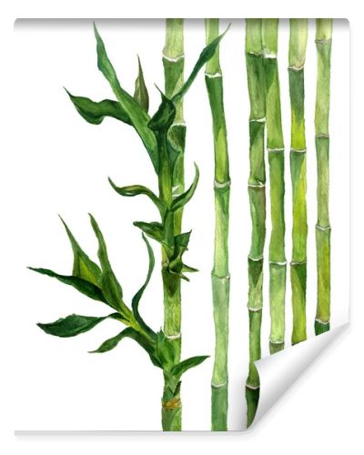 Bamboo illustration of watercolor isolated on white background