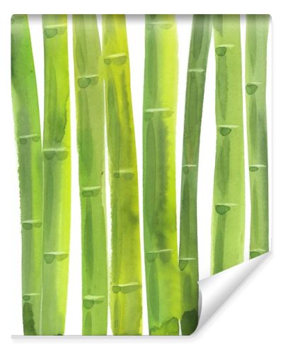 bamboo stalks. Hand drawn watercolor painting. Illustration  on white background