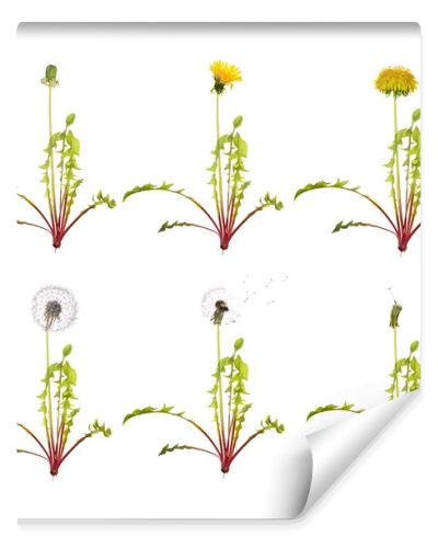 dandelion from the begining to senility