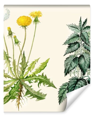 Dandelion flowers and seeds, nettle