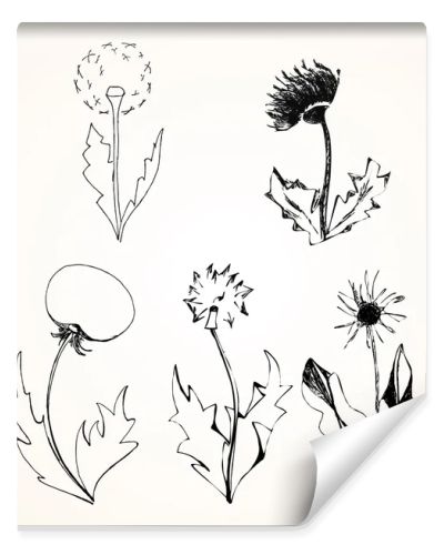 Set of stylized flowers dandelions