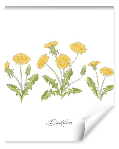 Dandelions spring wildflower botanical hand drawn vector illustration set 