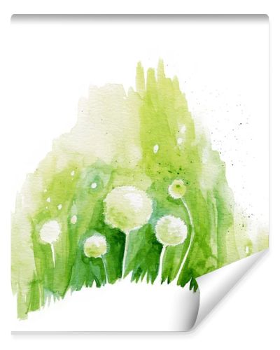 Painted watercolor flowers dandelions on a white background