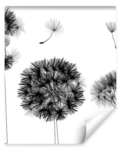 black dandelions