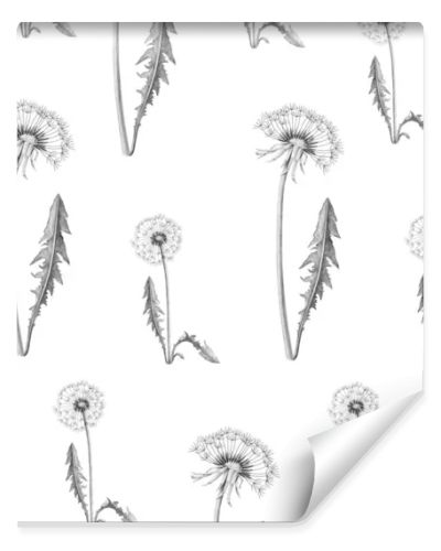 Realistic dandelion flower drawing set. Isolated wild plant and flying seeds. Herbal engraved style illustration. Dandelion pattern. Gray background with dandelion