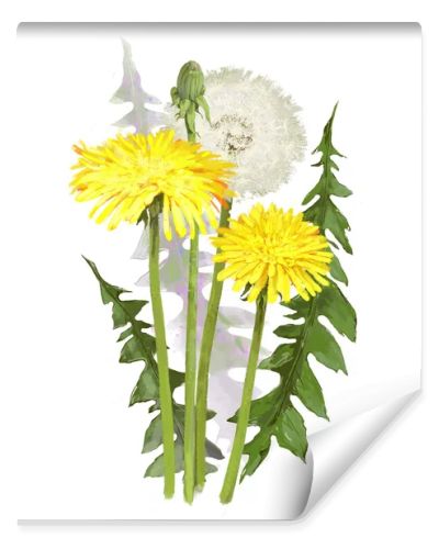 dandelion