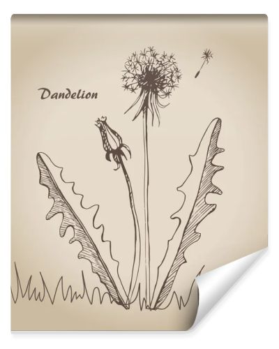 Dandelion sketch 3