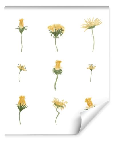 Watercolor yellow dandelions set illustration. Hand drawn botanical wildflowers print.