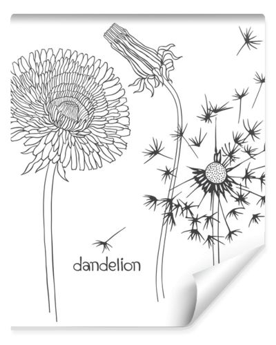 Set of dandelion flowers