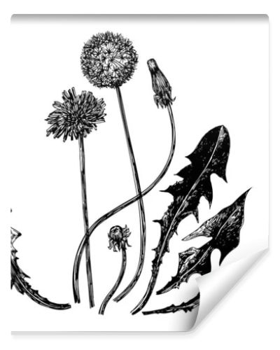 Vector illustrations of dandelions drawn with a black line on a white background.