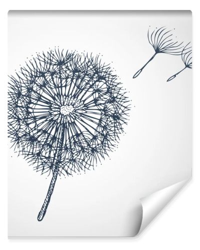 dandelion vector hand drawn