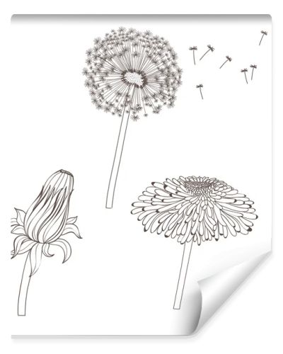  graphic illustration with dandelions