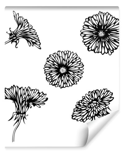 Black dandelions