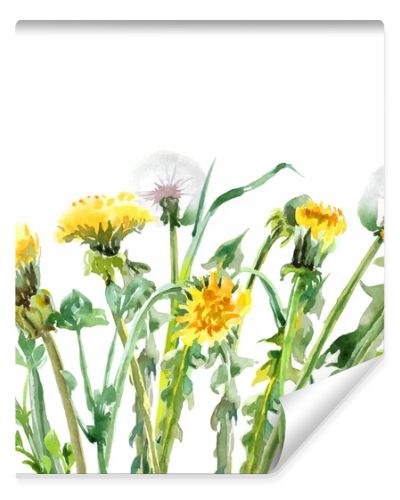 Watercolor Dandelions. Yellow flowers.