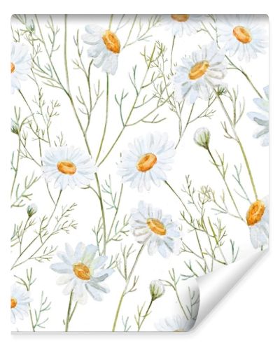 Watercolor chamomile background