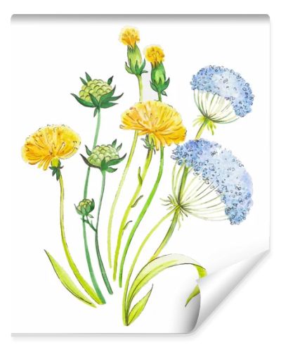 Dandelion and herbs watercolor illustration hand painted in vintage manner