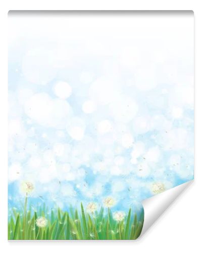 Dandelions field on blue sky  bokeh background.