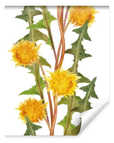 Seamless pattern with dandelions. Fancy print with flowers.