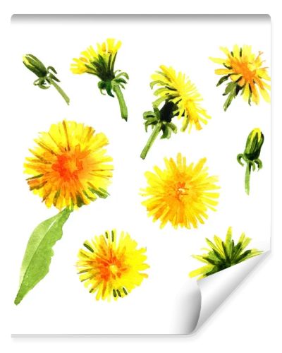 Set of watercolor dandelions.