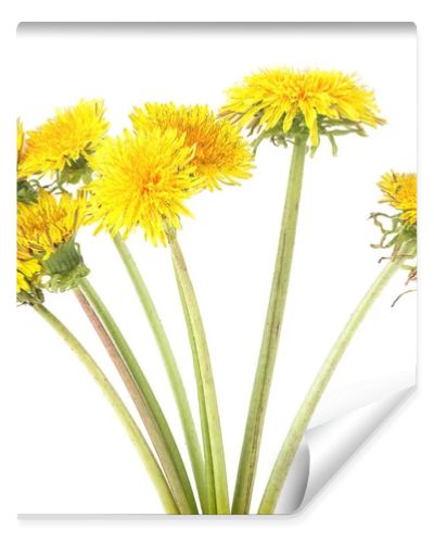 Yellow dandelion flowers isolated on a white background. Dandelion bouquet.