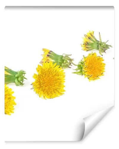 Dandelion flowers isolated on a white background. Dandelion flower head. Taraxacum officinale.