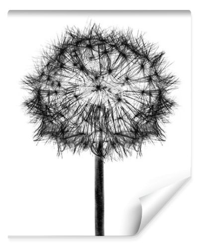 White bloom head Dandelion flower isolated on black background.