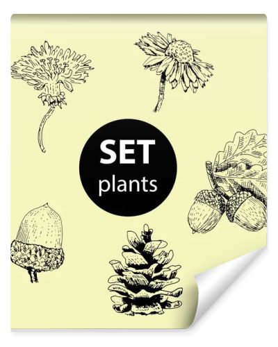 Set of plants for decoration. Freehand drawing of different plants. Cones, acorns with oak leaves, dandelions, flowers. 