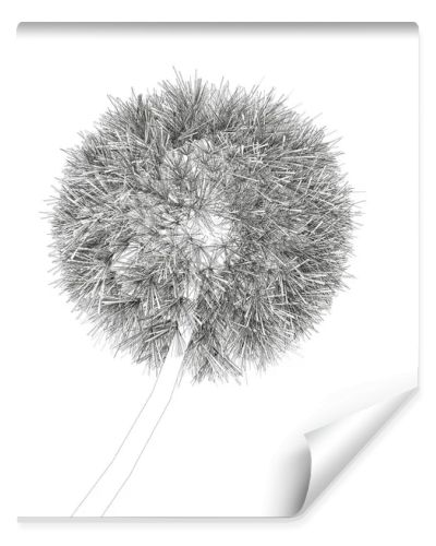 Dandelion contour isolated on white background. Vector illustration