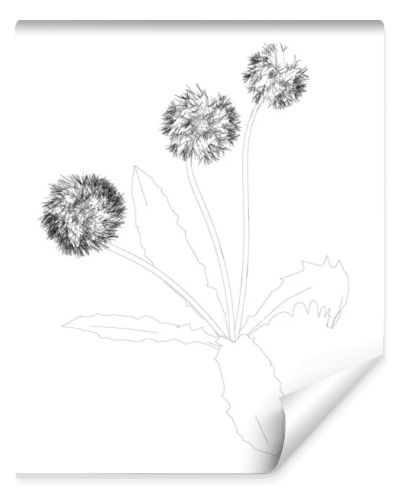 Dandelion contour isolated on white background. Vector illustration