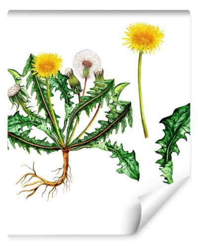 Isolated botanical illustration of  watercolor dandelion