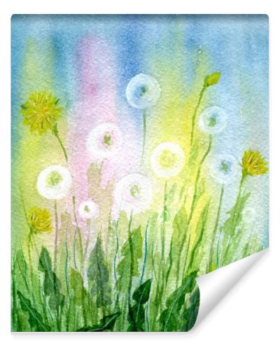 Field of dandelions