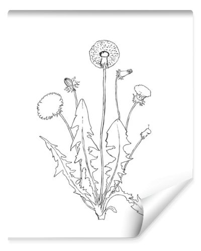 Dandelion botanical isolated illustration