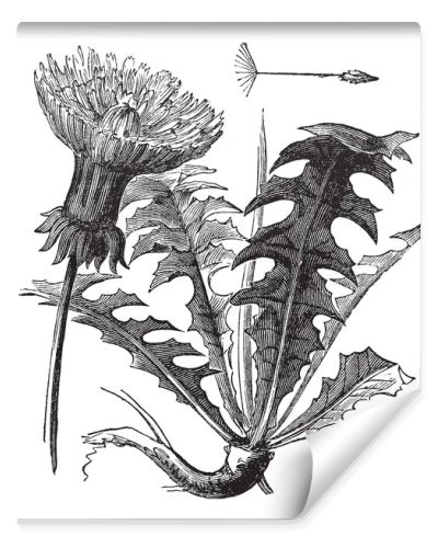 Taraxacum or Dandelion, vintage engraving.