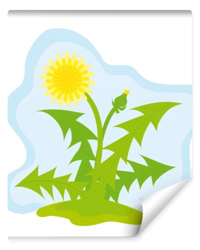 Two yellow dandelions