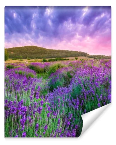 Sunset over a summer lavender field in Tihany, Hungary