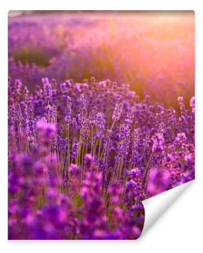 Lavender field in Tihany, Hungary