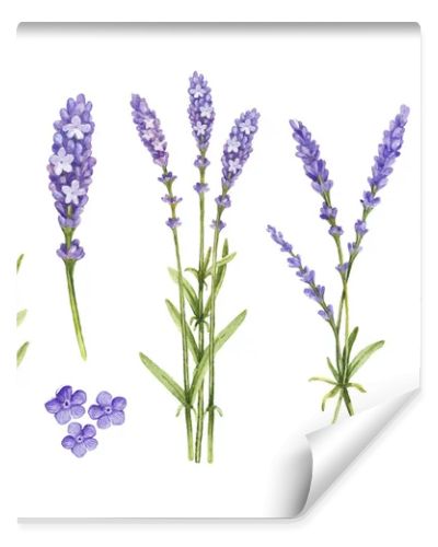 Lavender flowers collection. Watercolor illustrations