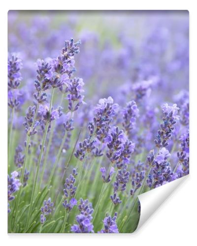 Lavender field